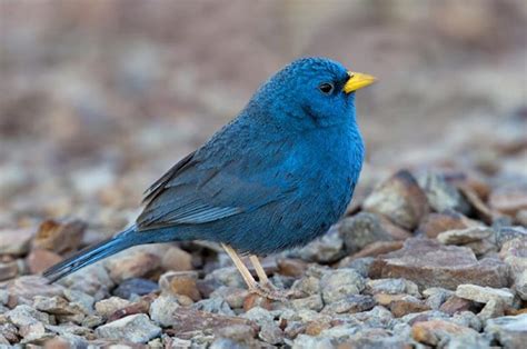 Blue Finch Facts Pet Care Temperament Feeding Pictures