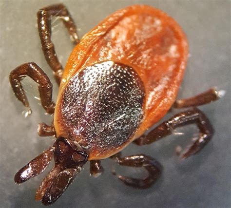 Ticked Off Researchers Target Lyme Disease Vaccine With Aid Of 19