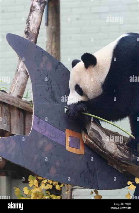 Panda Edinburgh Zoo High Resolution Stock Photography And Images Alamy