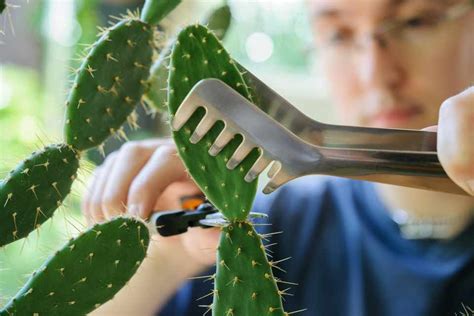 Mini cactuses are a wonderful collection in any household home, often found lined up on a window sill. Taking Cactus and Succulent Cuttings - BBC Gardeners ...