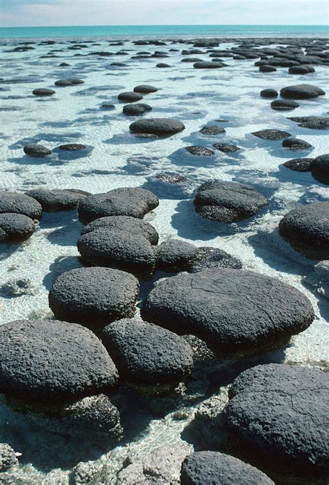 Stromatolites Photograph By Georgette Douwma