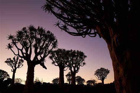 Quiver Tree Forest At Dusk Martin Bailey Photography