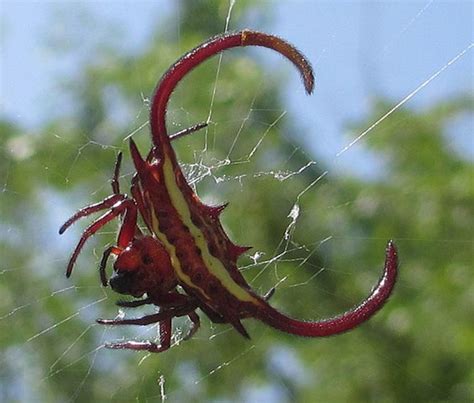 Beautiful Spider Pictures And Fun Facts Owlcation
