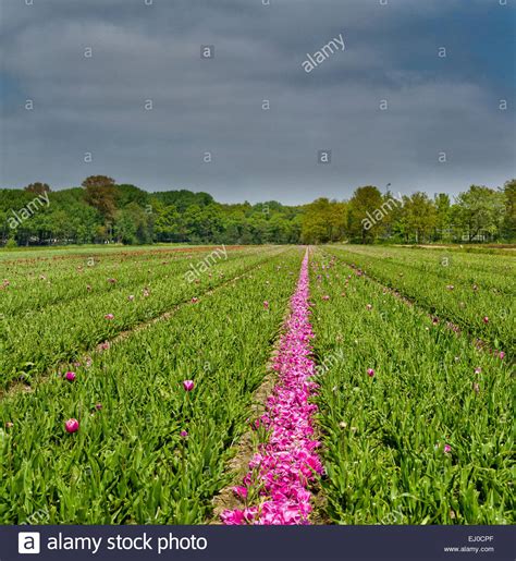 Agricultura = los paises bajos = tulipanes los #tulipanes son las flores que más se asocian con los #paísesbajos. Lisse, Países Bajos, Holanda, Europa, paisajes, flores ...