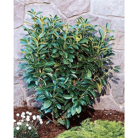 Monrovia White Dwarf English Laurel Flowering Shrub in Pot (With Soil