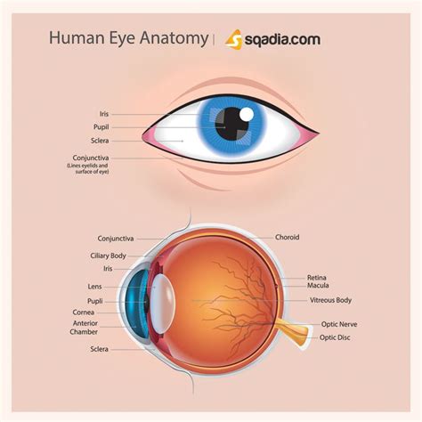 Situated behind the pupil is a colorless, transparent. Human Eye Anatomy | Eye anatomy, Anatomy, Human eye
