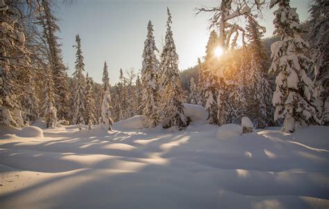 Taiga Forest