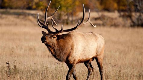 Idaho Elk Habitat Protected Public Access Improved Rack Camp