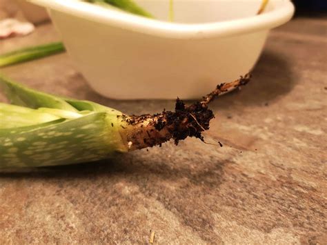 How To Save Aloe Plant With Root Rot