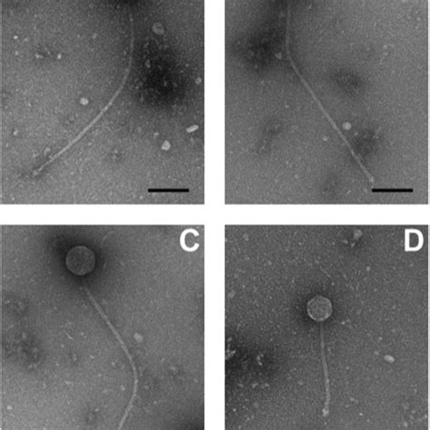 Pdf Bacteriophages Of Wastewater Foaming Associated Filamentous