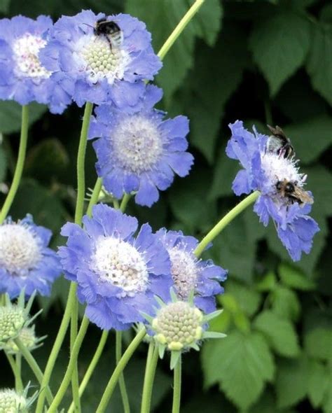 Scabiosa Perfecta Blue