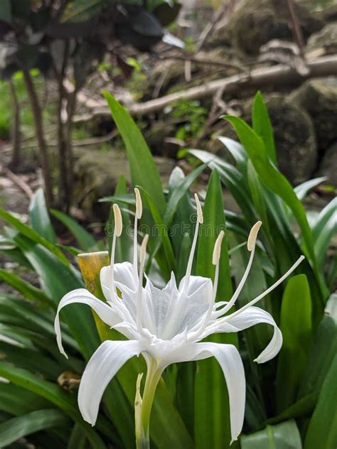 Flower Pancratium Zeylanicum Otherwise Known As The Javanese Lily With