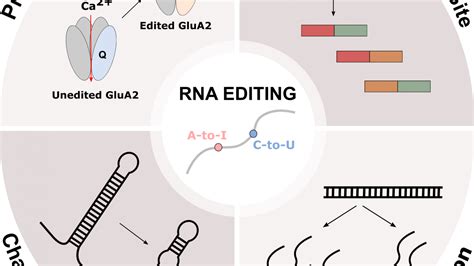 How Does Rna Editing Affect Human Health Uc Davis Biotechnology Program