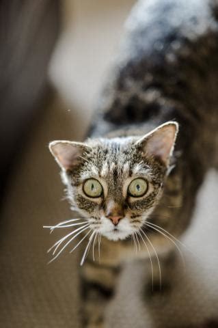 Some antibiotics and medications will cause diarrhea and can even trigger an allergic reaction. Hyperthyroidism (overactive thyroid) in cats | Blue Cross