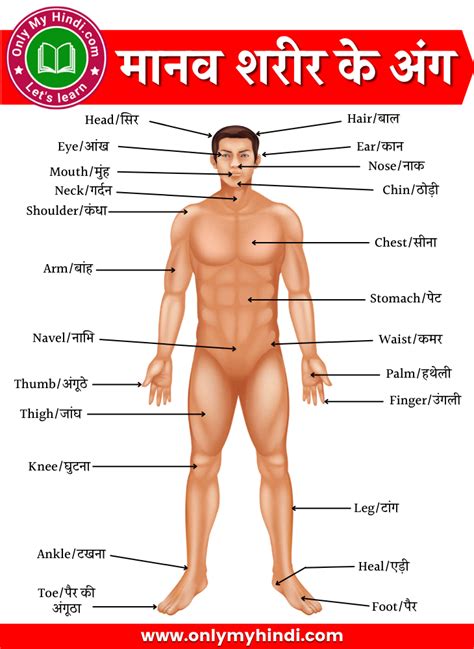 Human Body Parts Name In Hindi English