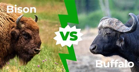 Bison Vs Buffalo 6 Key Differences Az Animals