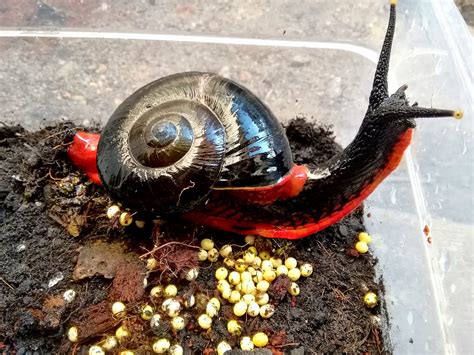 Fire Snails Only Exist In Malaysia And They Look Badass
