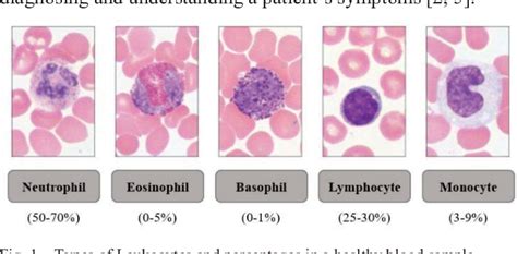 Figure 1 From White Blood Cells Classification Using Built In