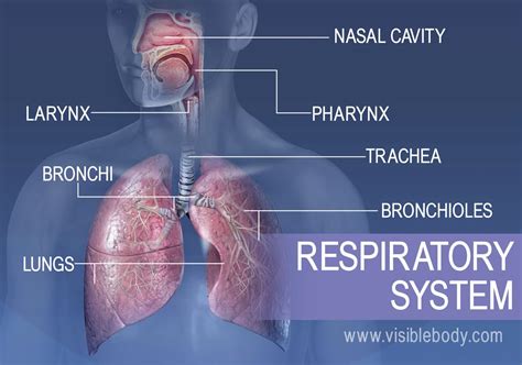 5 Functions Of Respiratory System