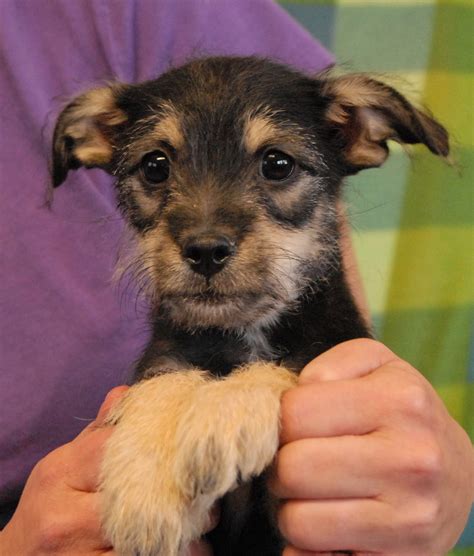 The Beloved Baby Puppies Debut For Adoption Today