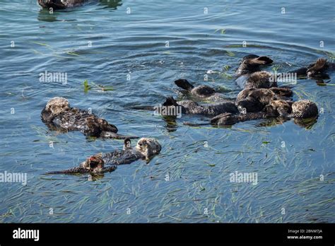 Group Of California Sea Otters Enhydra Lutris Nereis Resting In A