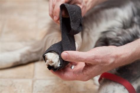 How To Bandage A Dogs Broken Toe Cuteness