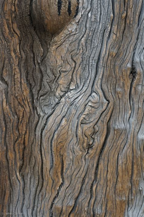 Free Photo Old Tree Trunk Bare Bspo06 Landscape Free Download