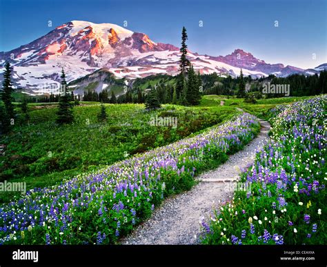 Path And Wildflowers With Mt Rainier Mt Rainier National Park Stock