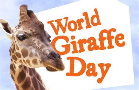 Celebrate World Giraffe Day At Monarto Safari Park