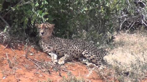 Very Rare Cheetahs Mating Caught On Hd Video Tsavo East Kenya June