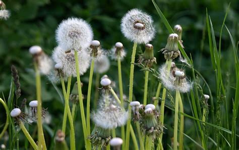 Dandelions Meadow Flowers · Free Photo On Pixabay