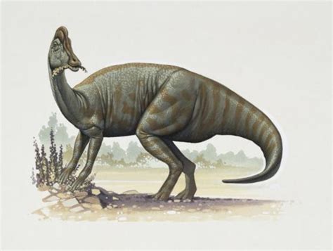 Pictures And Profiles Of Duck Billed Dinosaurs