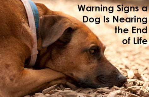 10 Warning Signs Your Dog Is Dying And What You Can Do