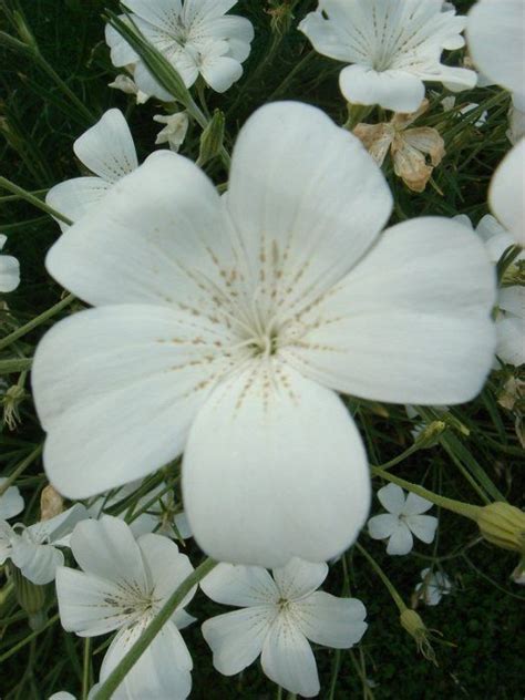 Agrostemma Githago Ocean Pearl My Flower Flower Power Flower Garden