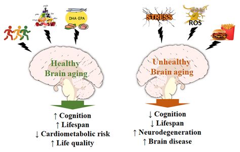 Fatty Acids Antioxidants And Physical Activity In Brain Aging V1 Preprints Brain Age Brain