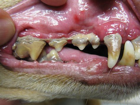 How Do You Treat Advanced Periodontal Disease In Dogs