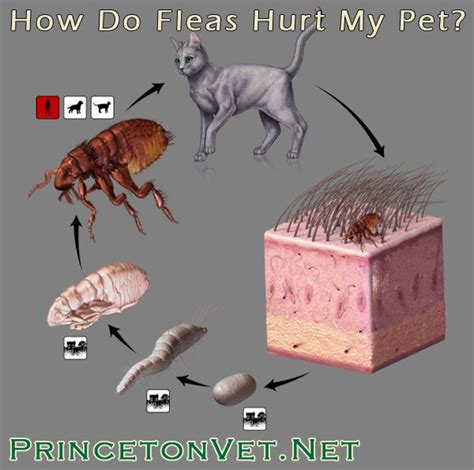 Fleas are parasites that cause itching and carry disease. Learn how your pet can get fleas, how to tell if you pet ...