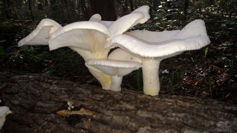 Mushroom Id North Carolina Mushroom Hunting And Identification