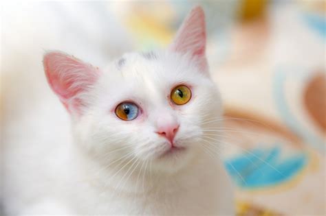 Rare Van cat with two colors in one eye excites researchers | Daily Sabah