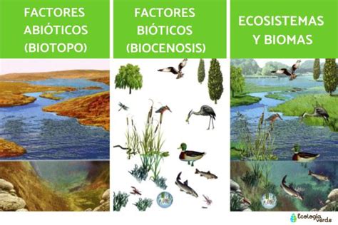 Factores Que Intervienen En Los Ecosistemas Actualizado Abril