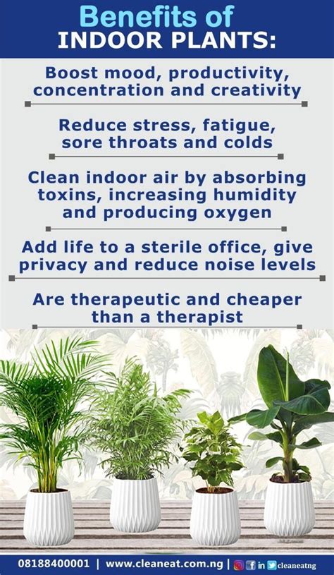 The Benefits Of Indoor Plants And How To Use Them In Your Houseplant