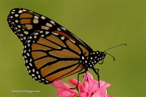 Male Or Female Monarch Butterfly How To Tell The Difference Bear