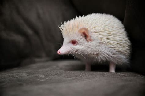 When Nature Runs Out Of Paint: 25 All-White Animals | Rare albino