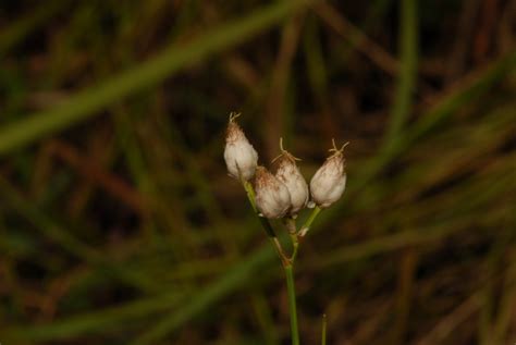 African Plants A Photo Guide Rhynchospora Candida Nees Boeckeler