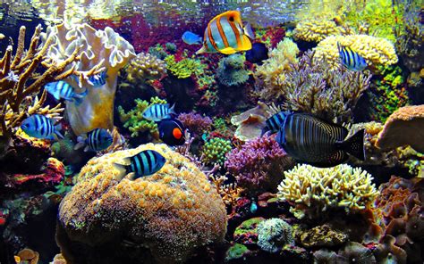 Ocean wallpapers, backgrounds, images 1920x1080— best ocean desktop wallpaper sort wallpapers by: fish, Fishes, Underwater, Ocean, Sea, Sealife, Nature ...
