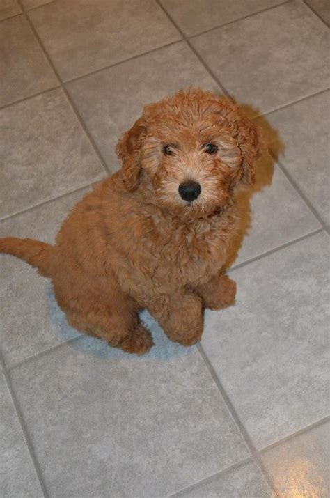 Goldendoodle and mini goldendoodle colors. Medium F1B Goldendoodle at 10 weeks | Animals | Pinterest ...