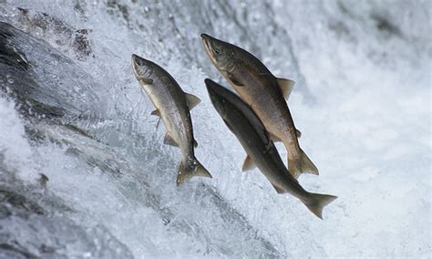 How Californias Juvenile Salmon Are Migrating To The Sea In Trucks