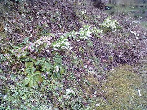 Rachel The Gardener Planting On Banks And Steep Slopes Part 1