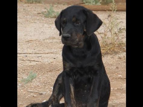 We did not find results for: Rottweiler X Cane Corso Puppies FOR SALE - YouTube