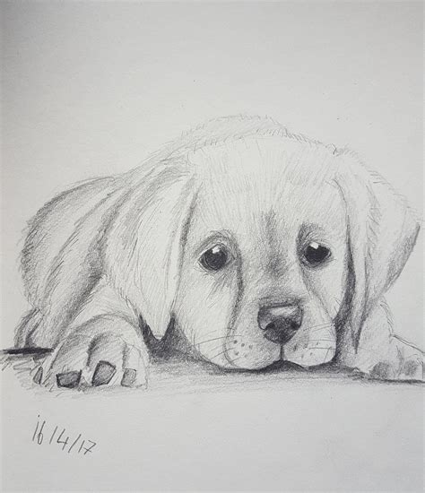 Image Result For Easy Animals Sketches Charcoal Animal Sketches Easy